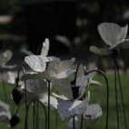 PAVOT BLANC
Fleur en métal recyclé